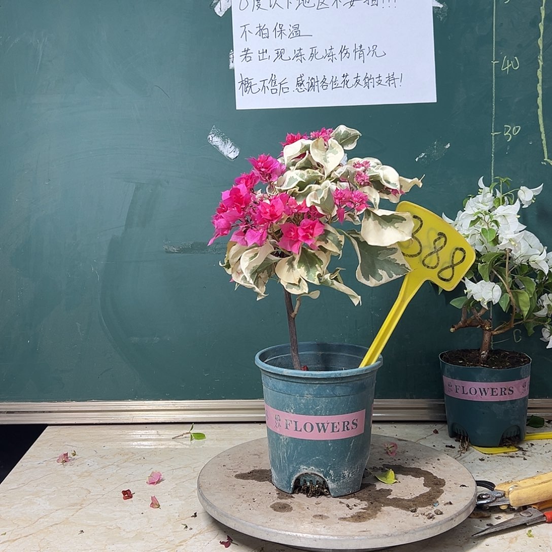 完全开放 斑叶重瓣红 388