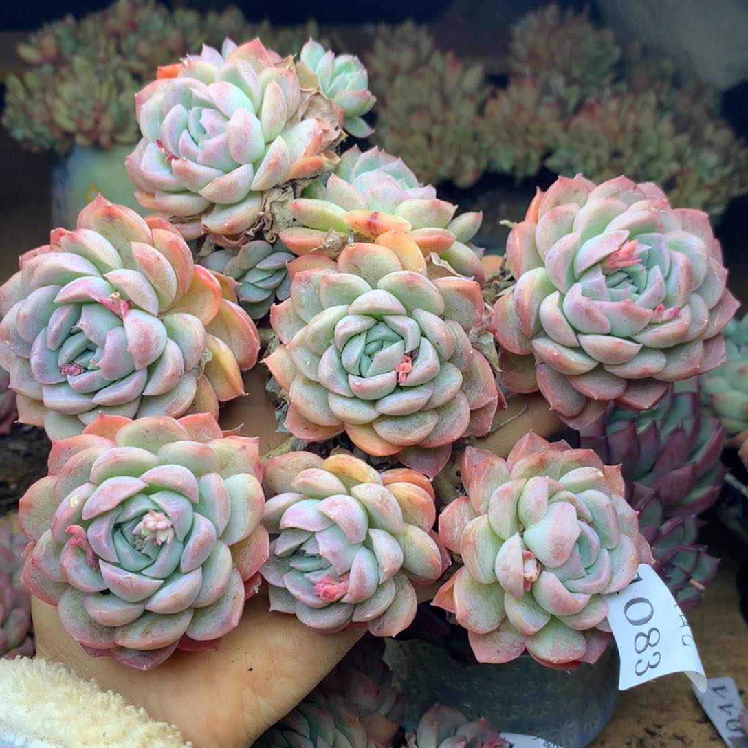 1083不包掉头介意不拍16厘米