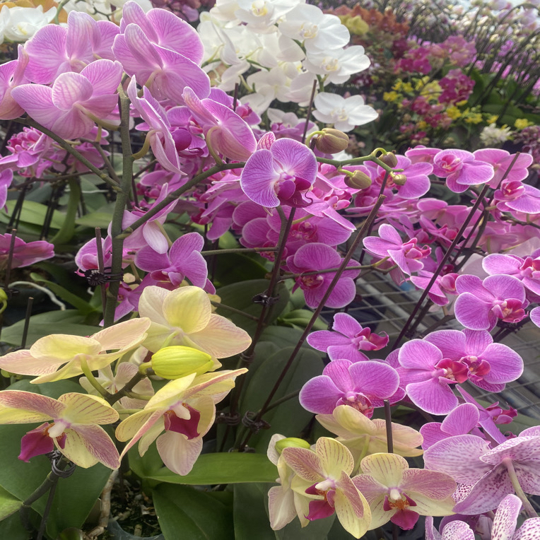 【随机1株】蝴蝶兰带花剑花苞室内客厅兰花盆栽好养活年宵花