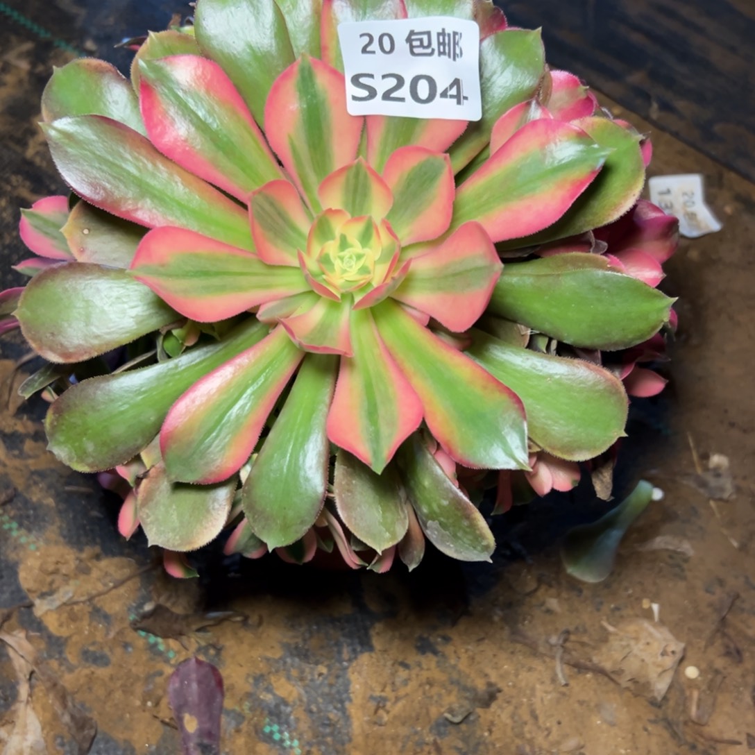 204香妃，满20包邮嘟叮熊