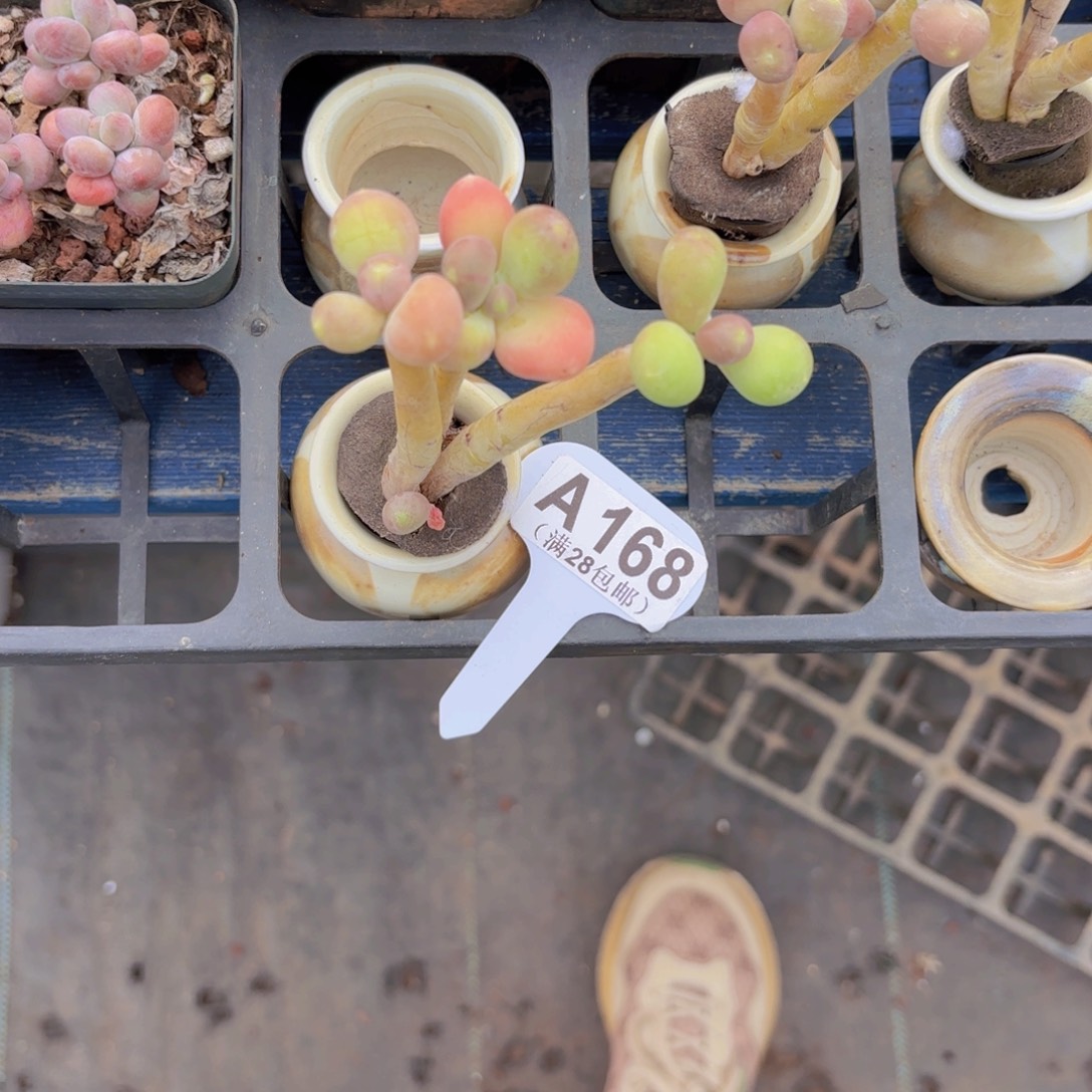 L***UA168芒果奶一物一拍