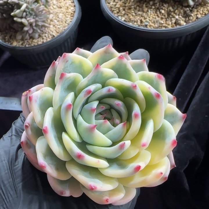 10厘米左右一物一拍的