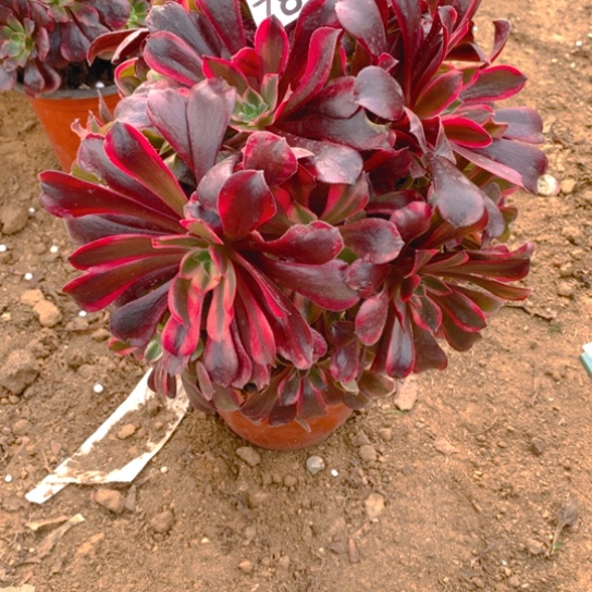 无花朵781多肉植物蒙娜丽莎