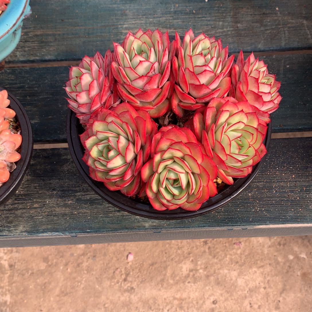 一物一拍一物一拍