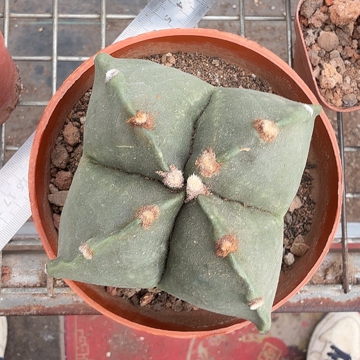 实生大四角9仙人球