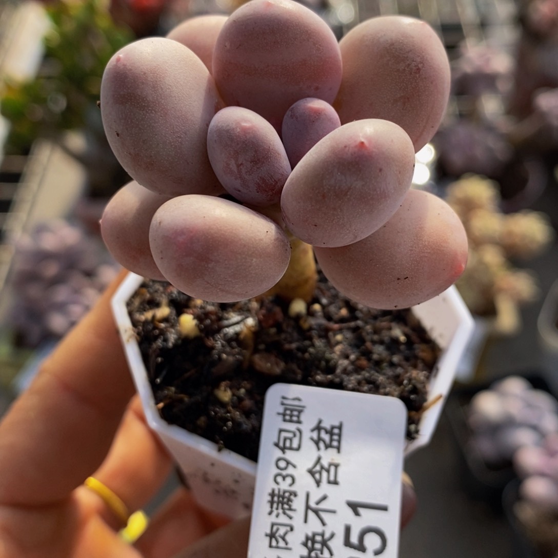 丸叶蛋黄奶951/4c m