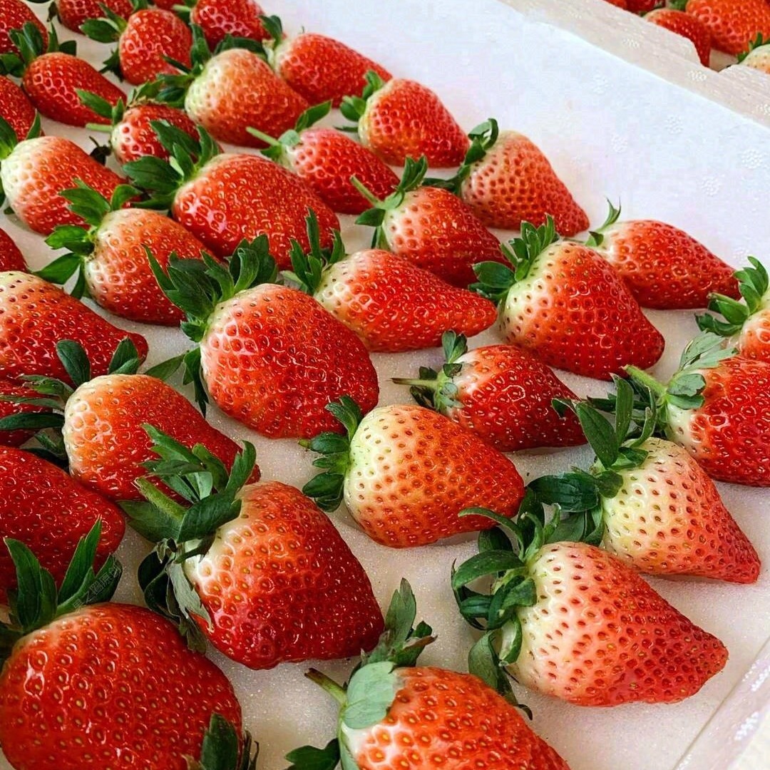 闻集奶油草莓一份一斤