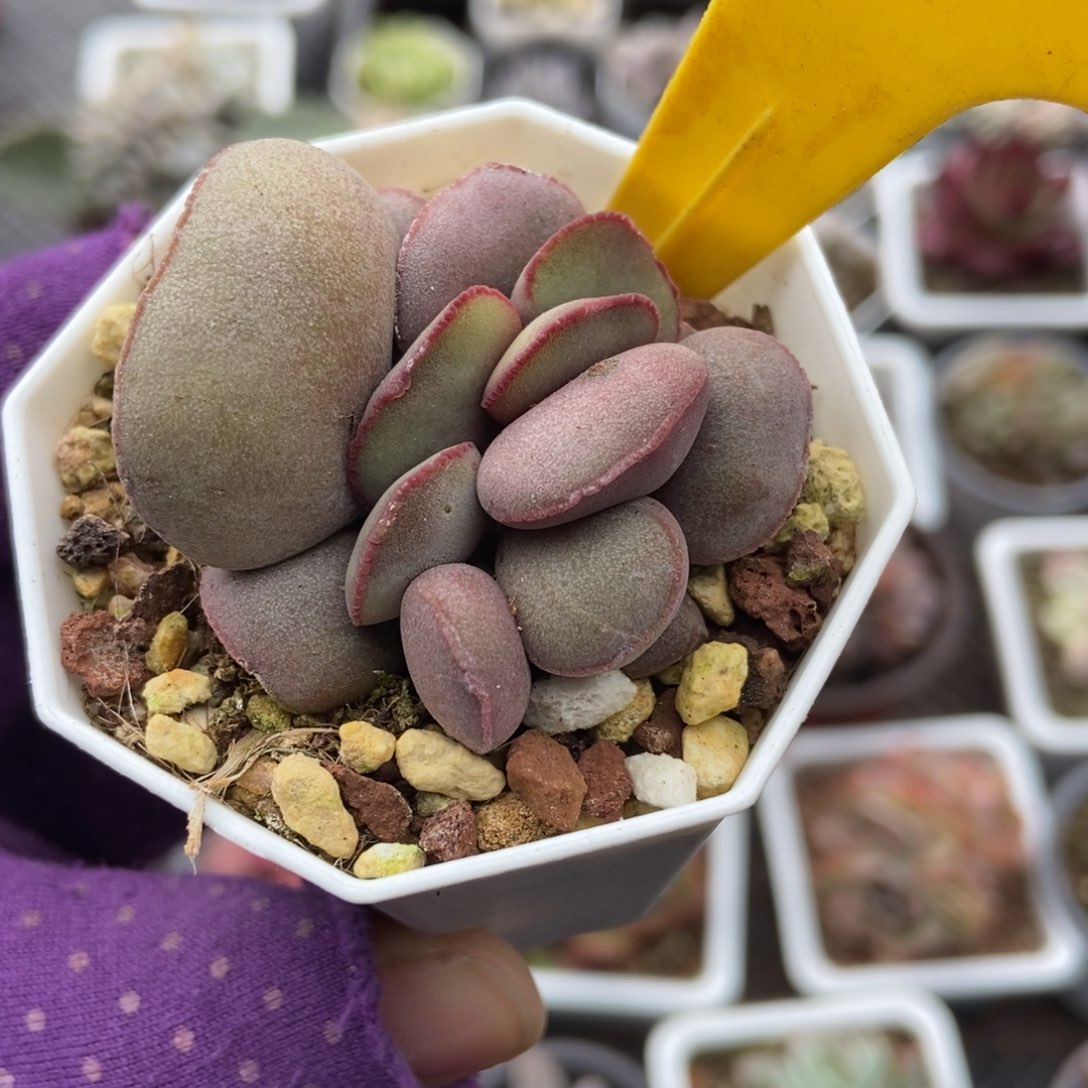 800红蛋多肉植物多肉