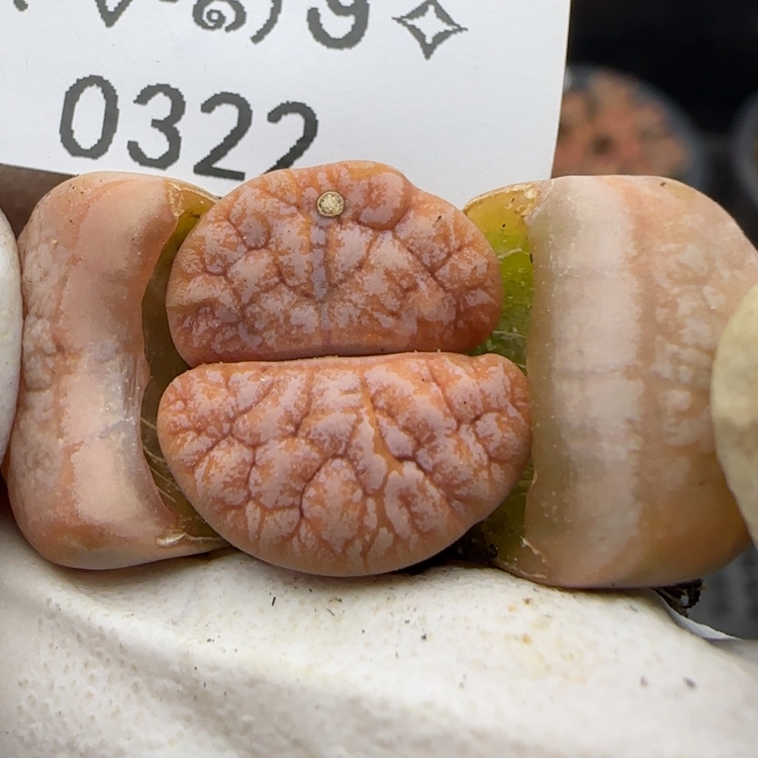 0322。拿铁。。。。。。。。。