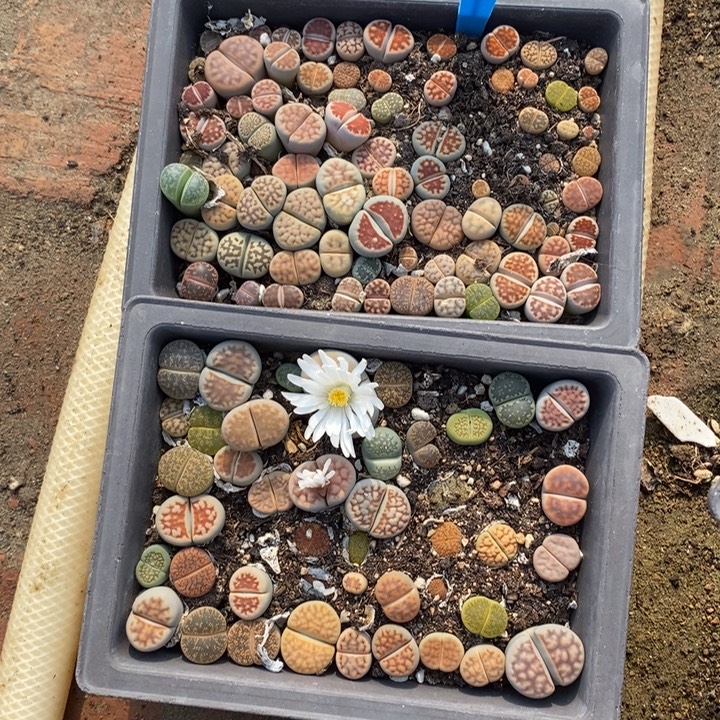 喜****生石花等植物和生长489