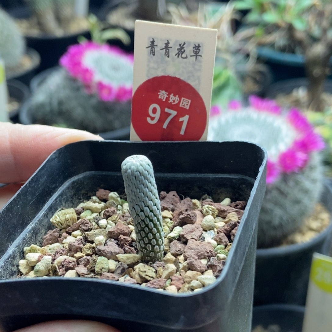 实生精巧丸一颗仙人球