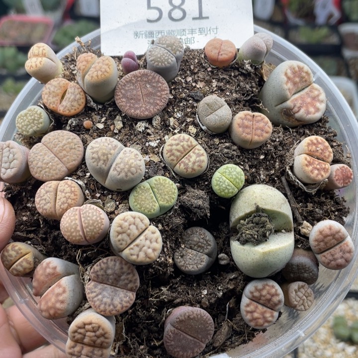 佳人园艺老周多肉上福利啦581