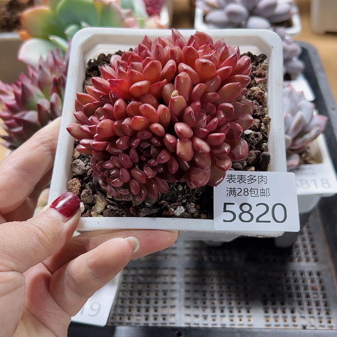 9号我们的确是一个5820