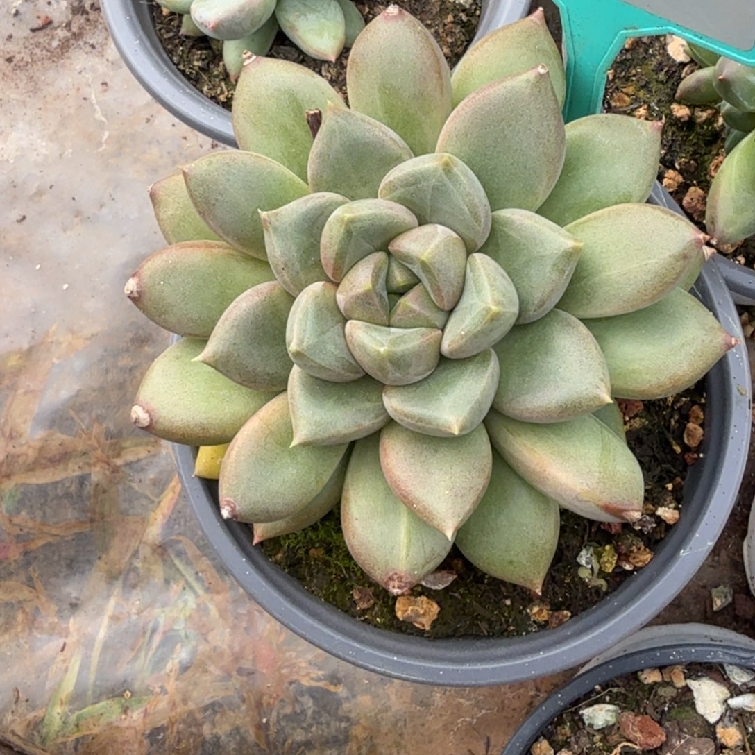 翠***翠象牙多肉植物一物一拍339