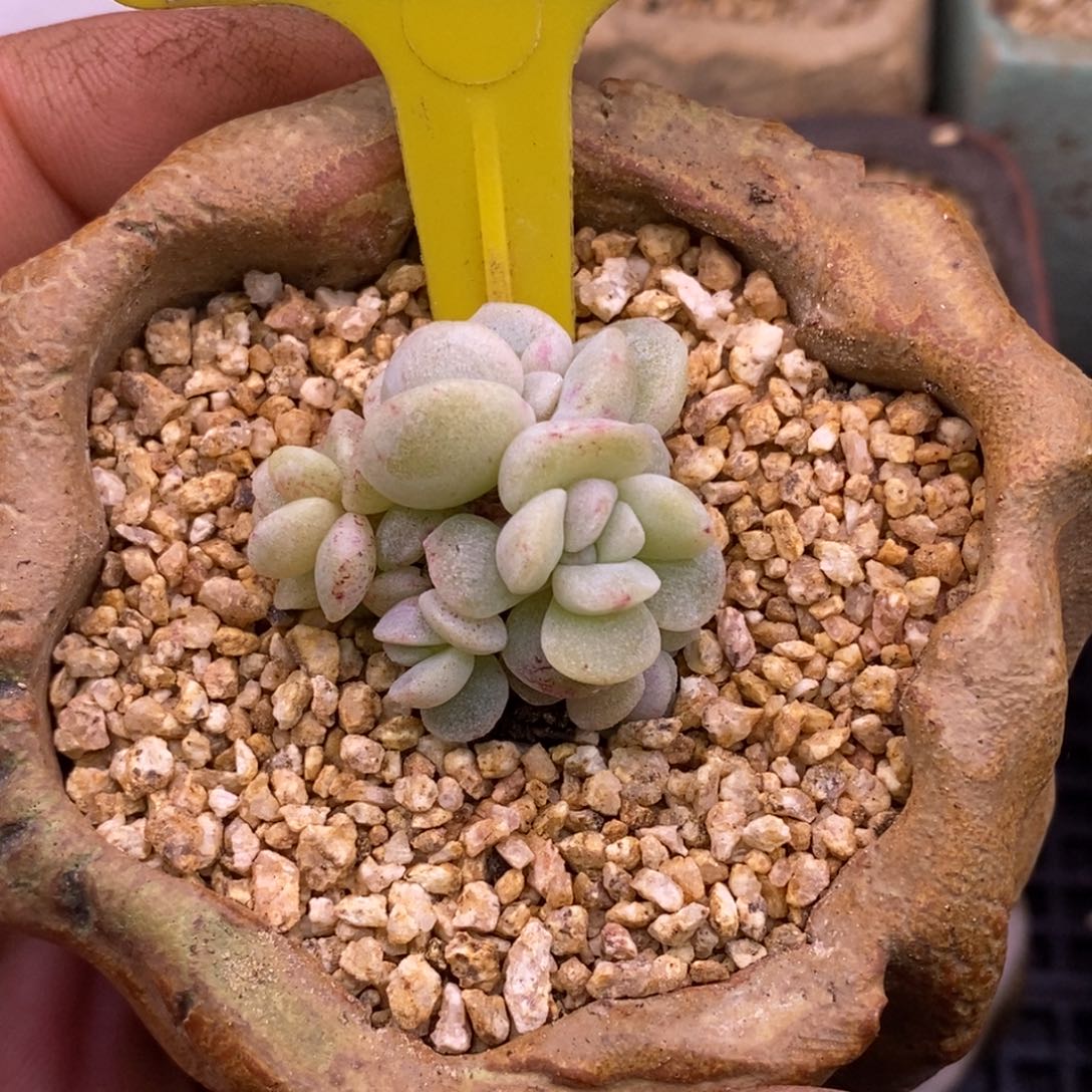 434冰玉石化，小脸5头多肉