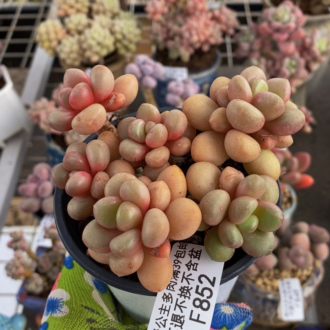 先锋派852/8cm福利