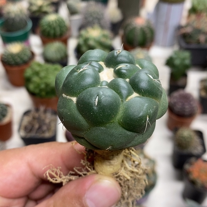 实生无刺象牙特价