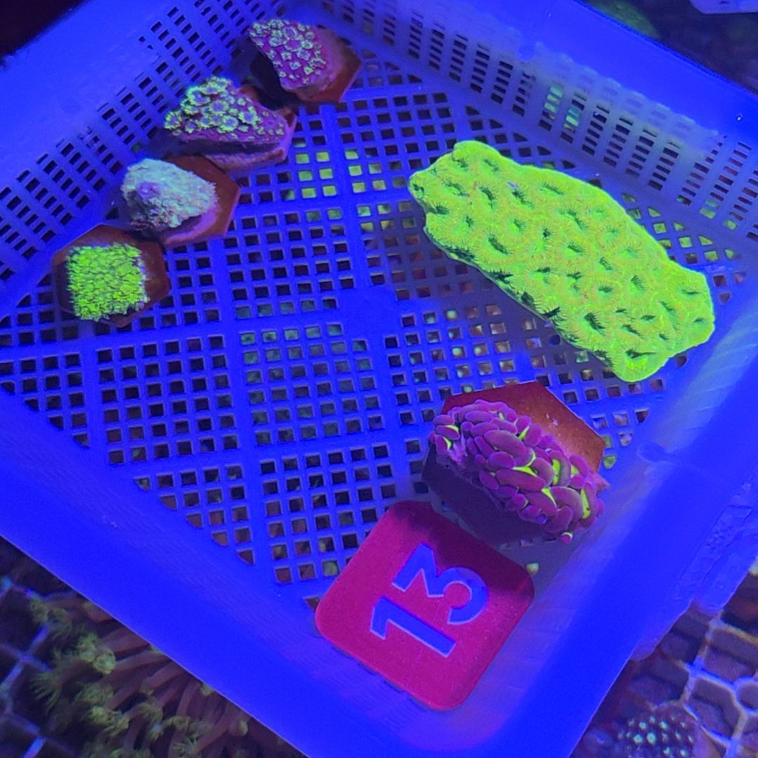 中国大陆13 号框直播间挑选空运