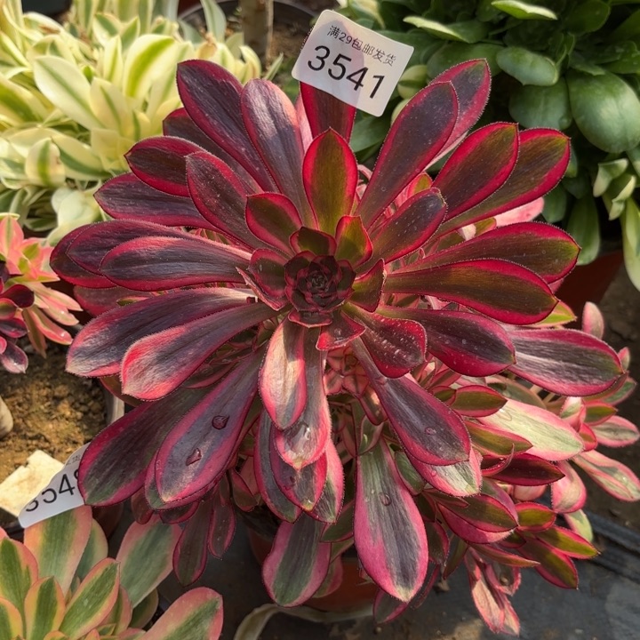 香奈儿多肉法师3541