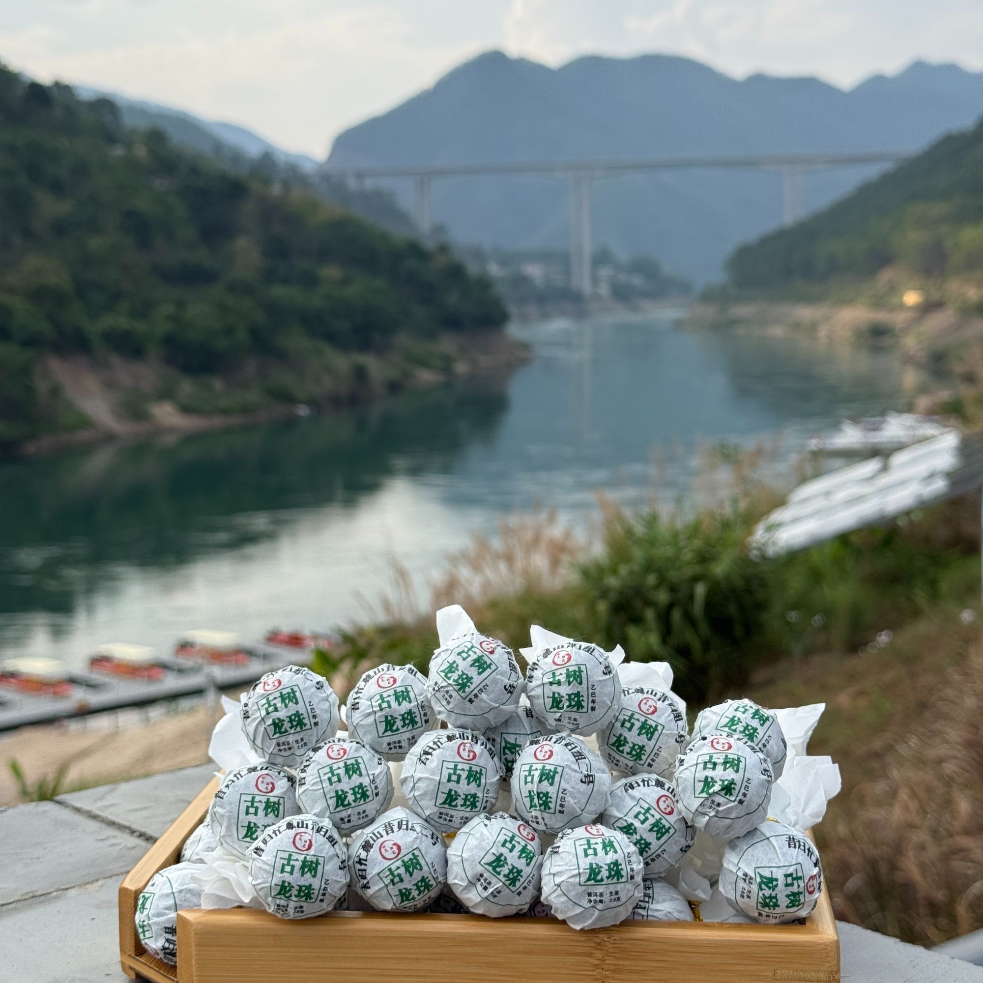 【名山团队】2025年昔归挑采古树龙珠 普洱茶生茶