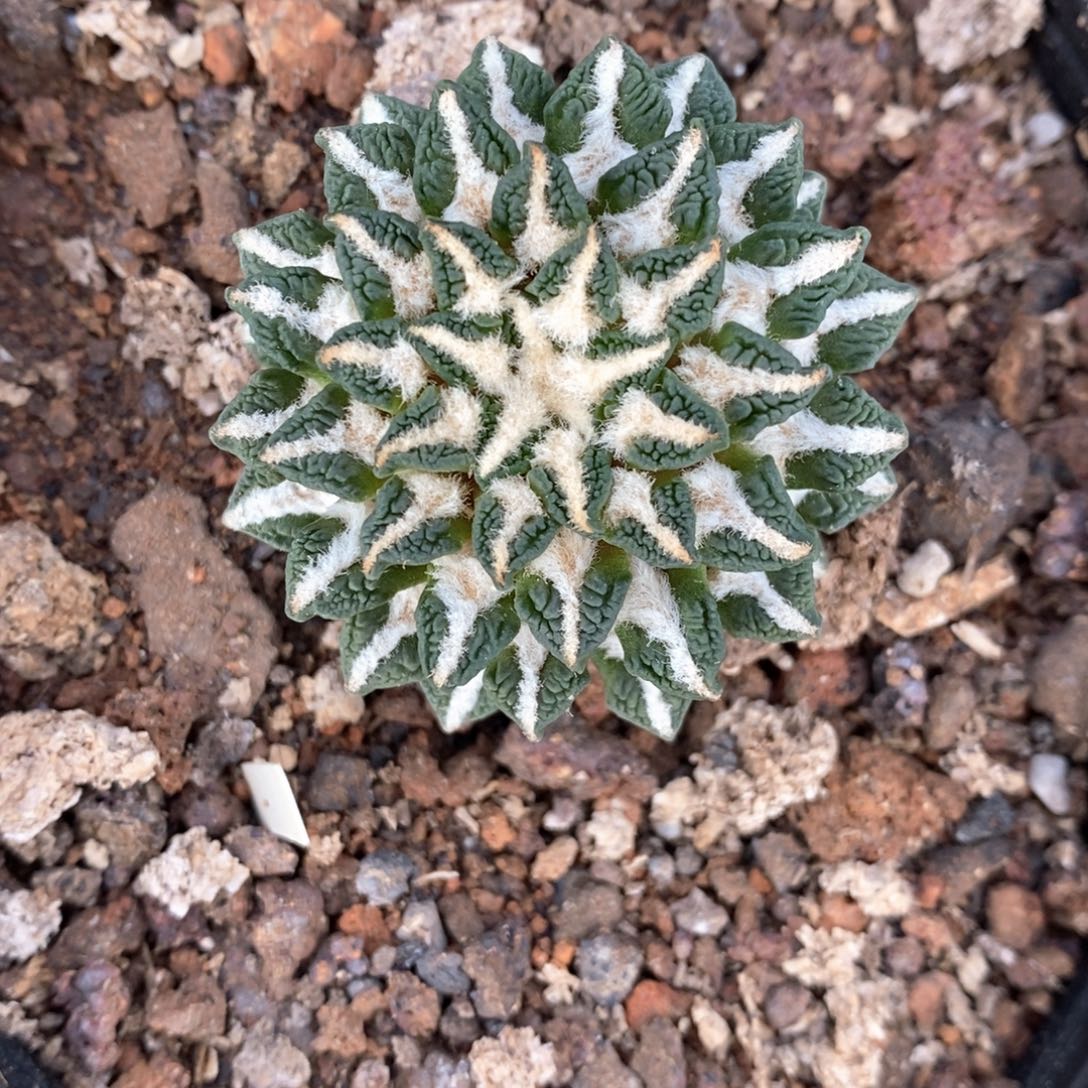 无花朵嫁接姬牡丹5cm