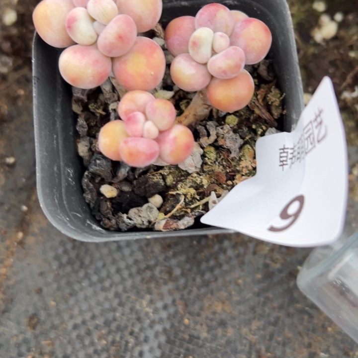 栀***瑜桃蛋多肉植物9多肉植物