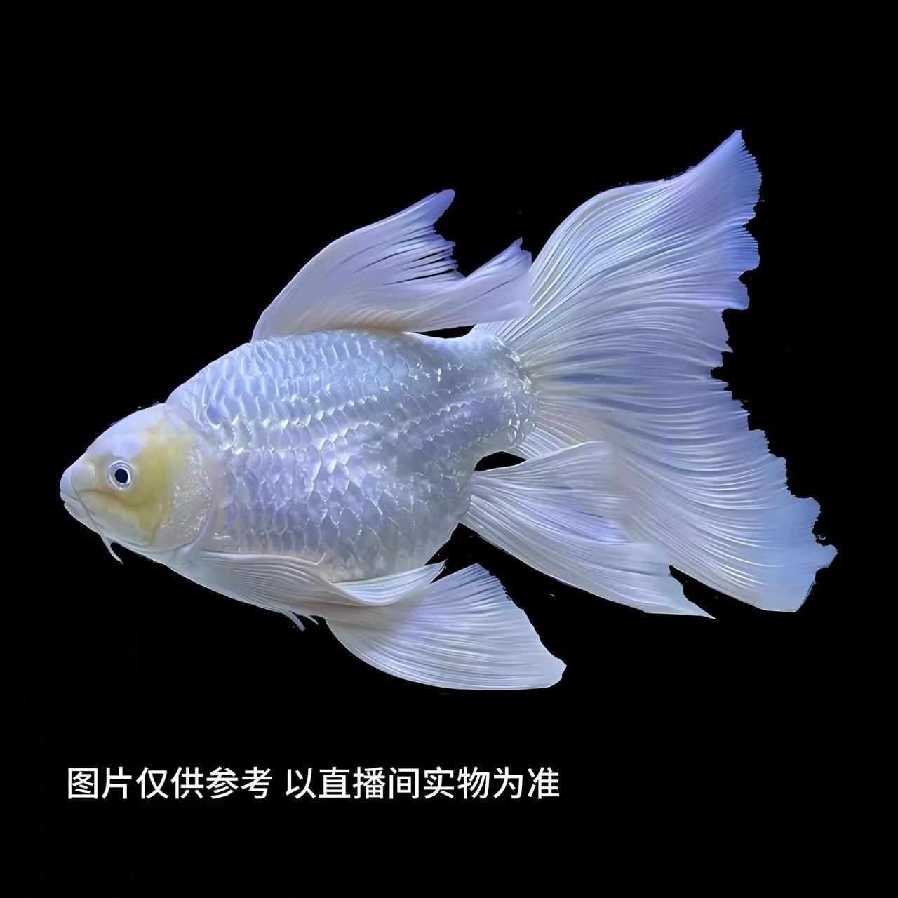 老孙头蝴蝶鲤-16-20厘米台系纯种白蝴蝶鲤观赏鱼大鳍大尾好养耐活