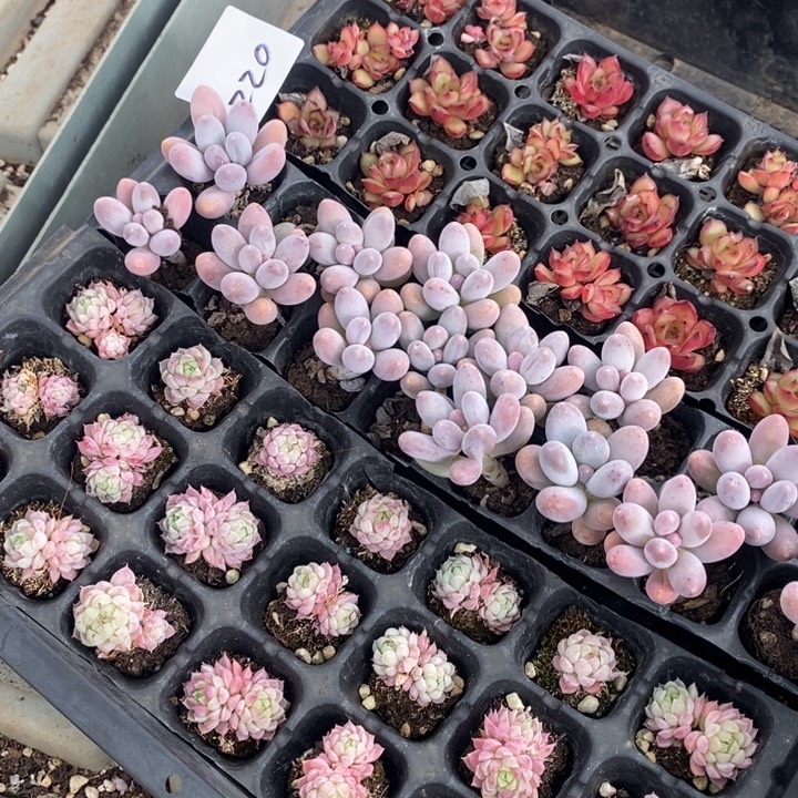 220 多肉植物盆栽花卉