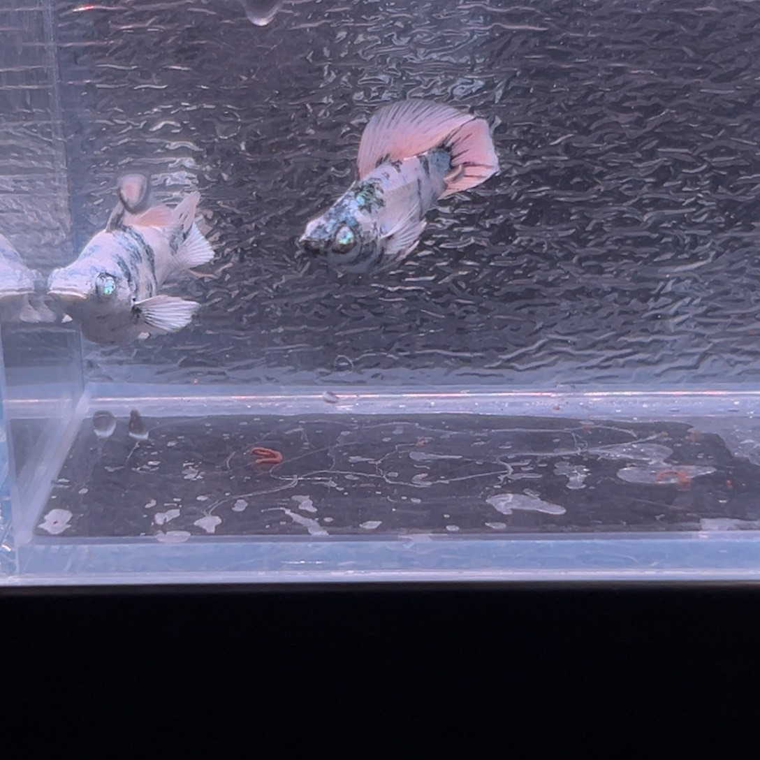 孔雀鱼玛丽鱼一条