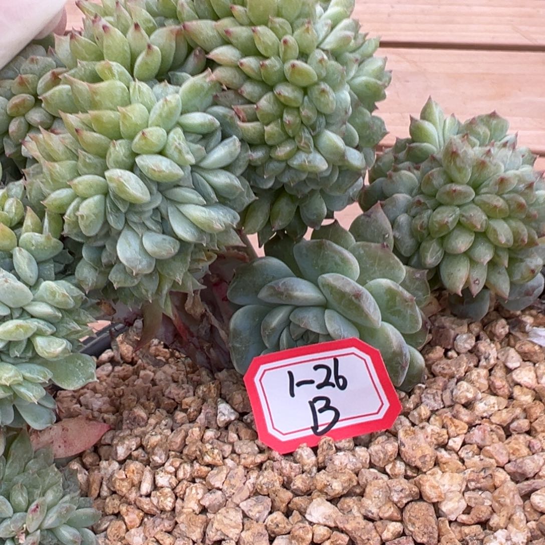 朱*学新年快乐。新年快乐 新年快乐