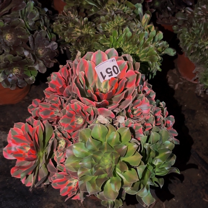 051女妖多肉植物不售后