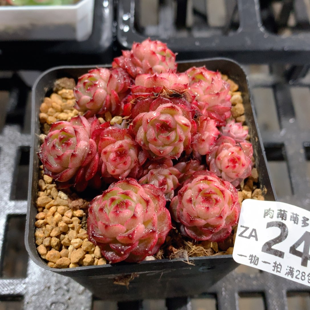 肉萌萌拇指盆精控多肉ZA247