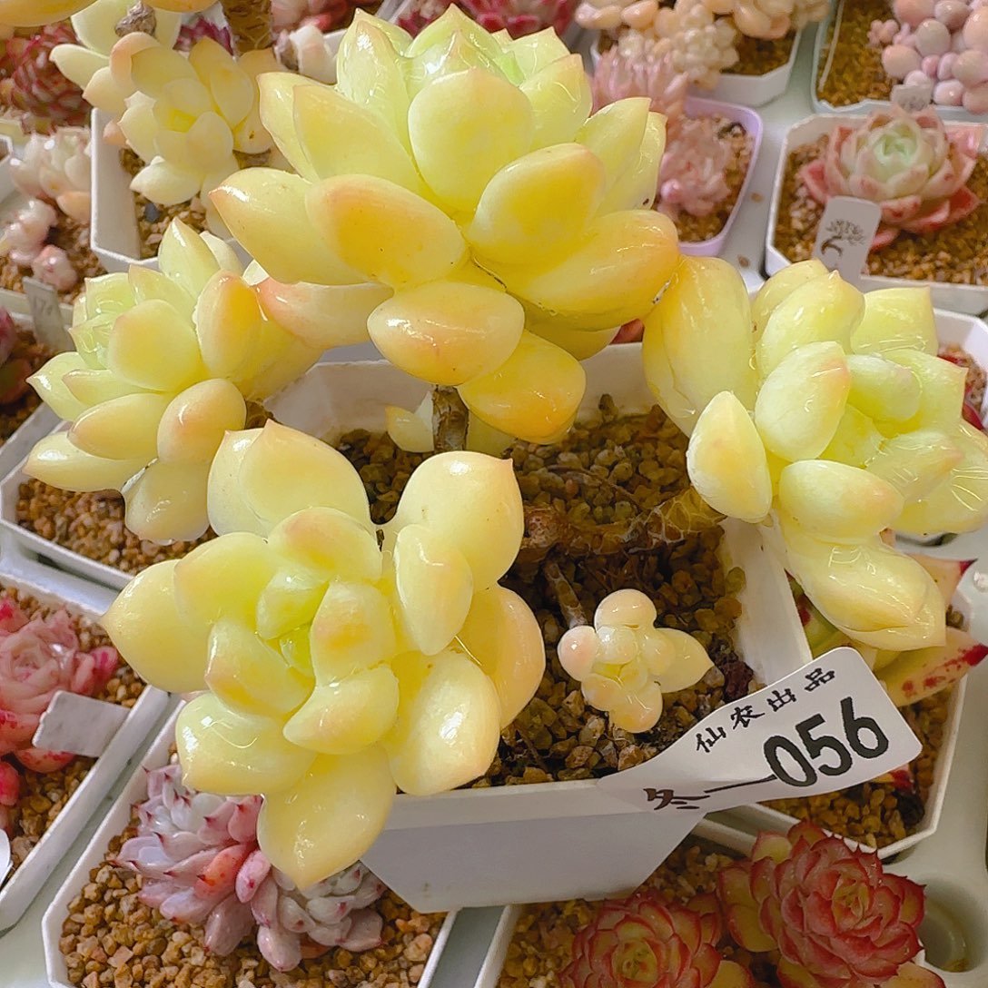 汉白玉，056、仙农出品多肉