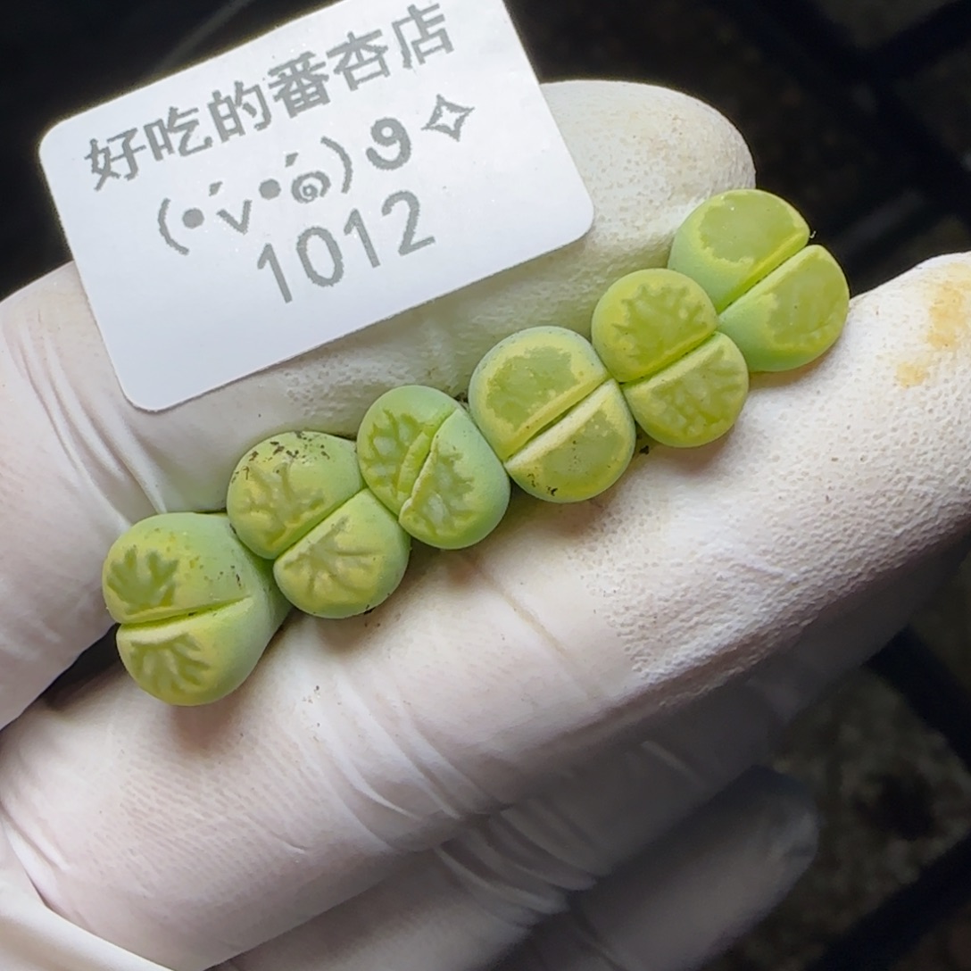 1012。绿菊大长腿。。。。。