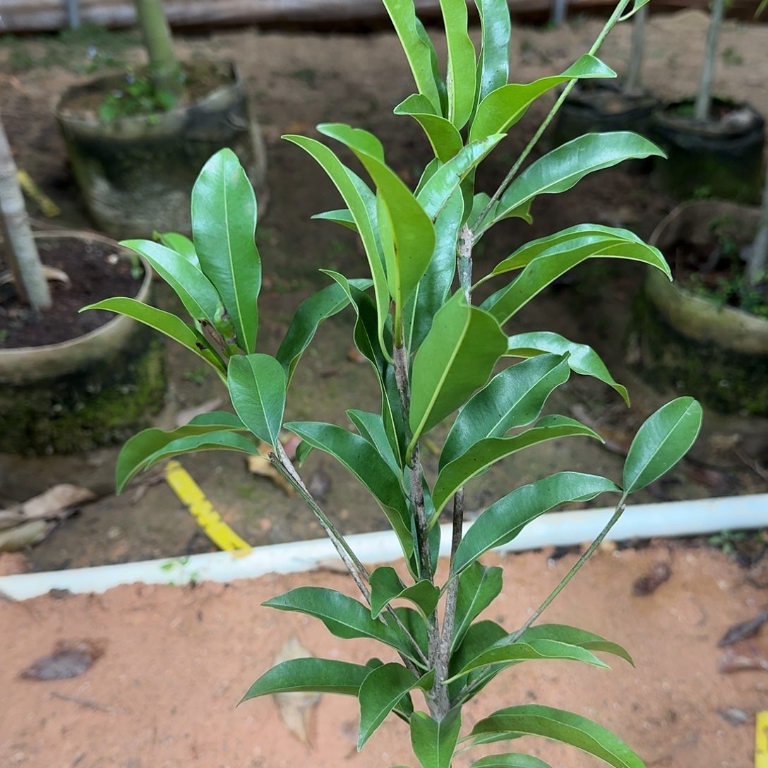 连***瑞当前无花栽培后可以开花墨西哥