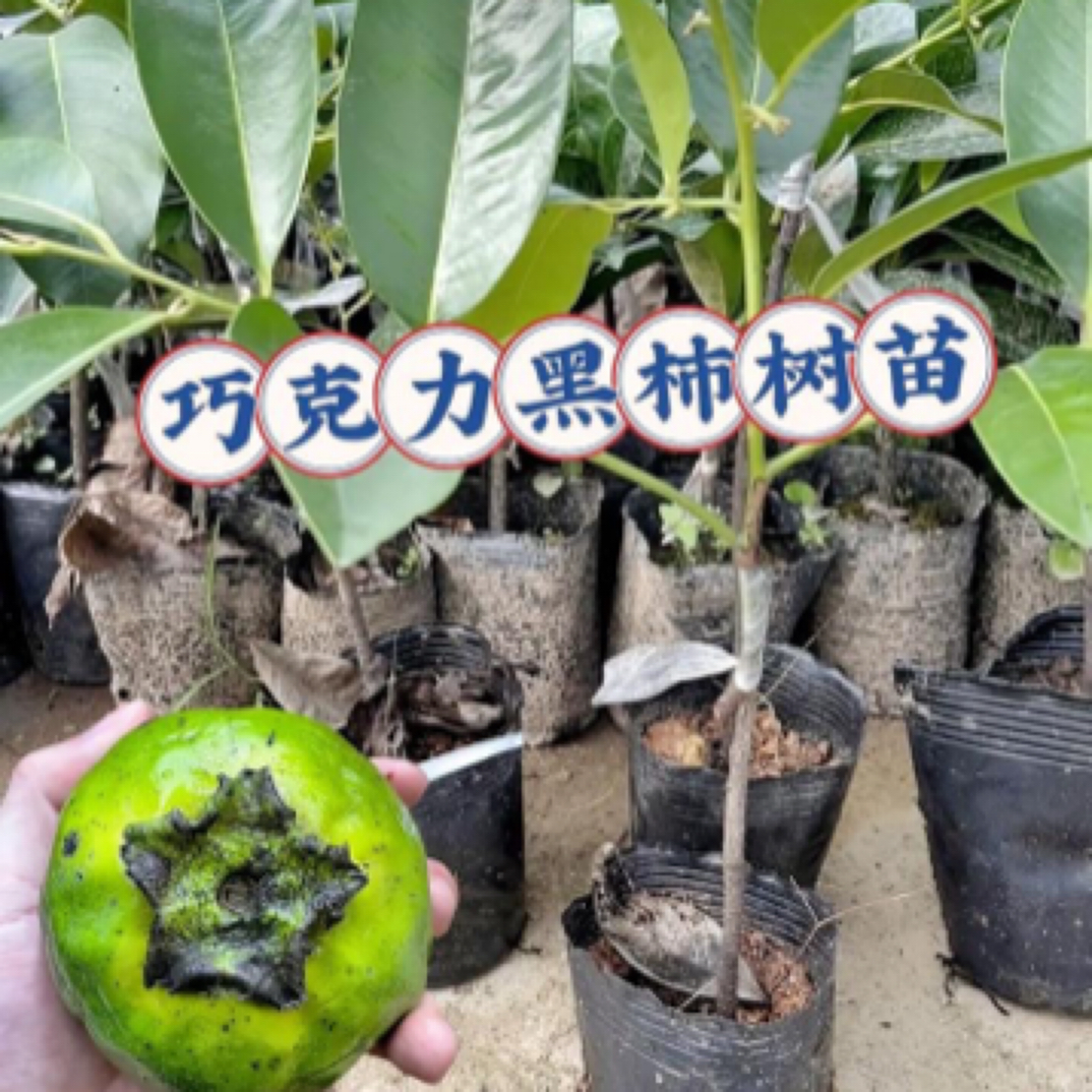 巧克力黑柿布丁果苗 口感软绵 入口即化 南北方可种植 可盆栽地栽