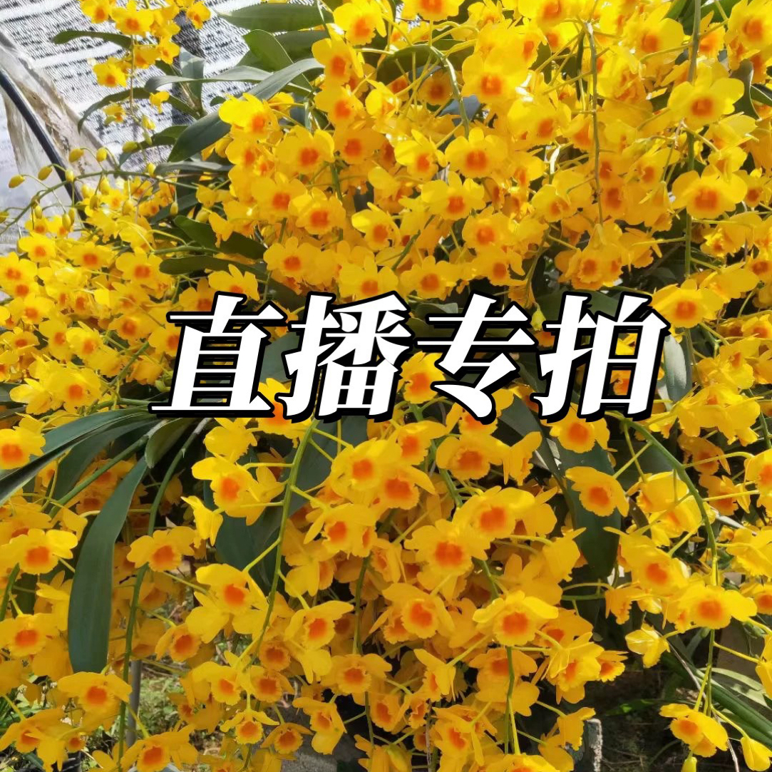 直播链接 一物一拍 私自下单随机发货 请谅解