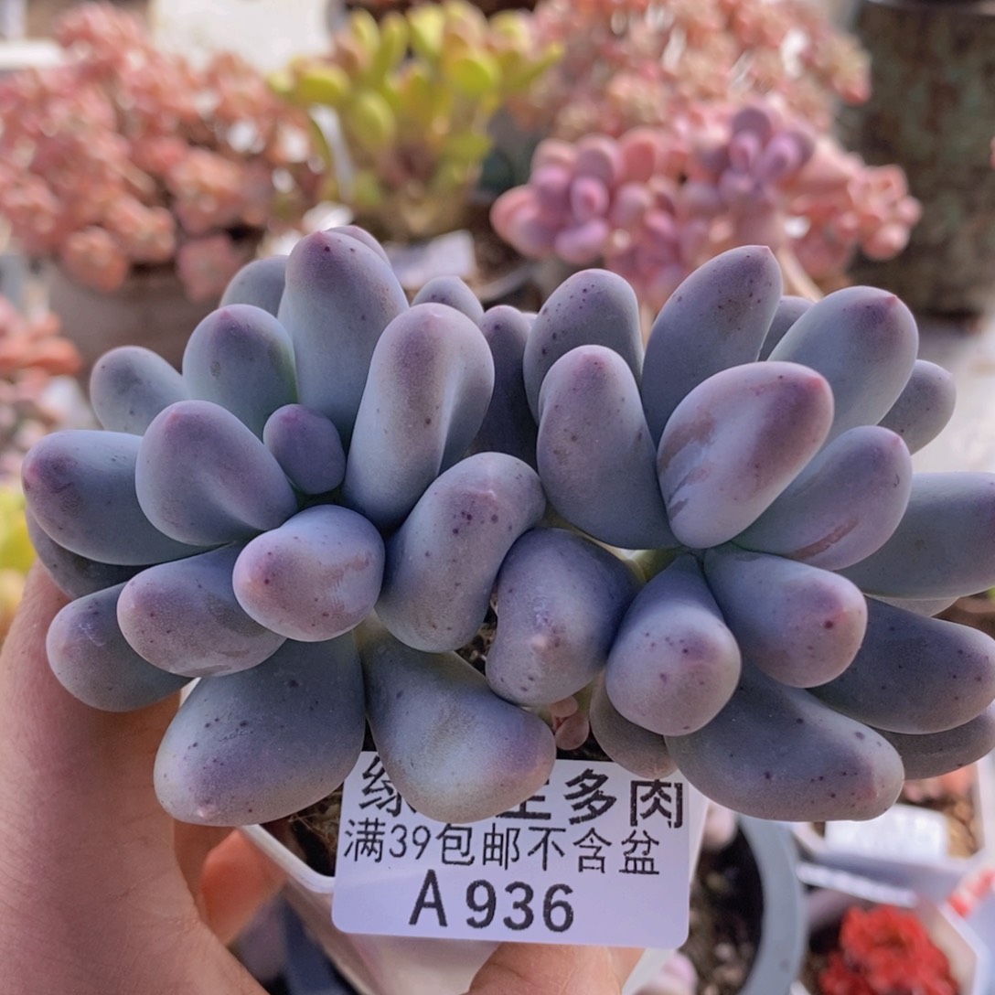 米可8cm936多肉酱