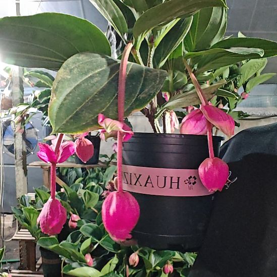 运***心完全开放宝莲灯花基地发货