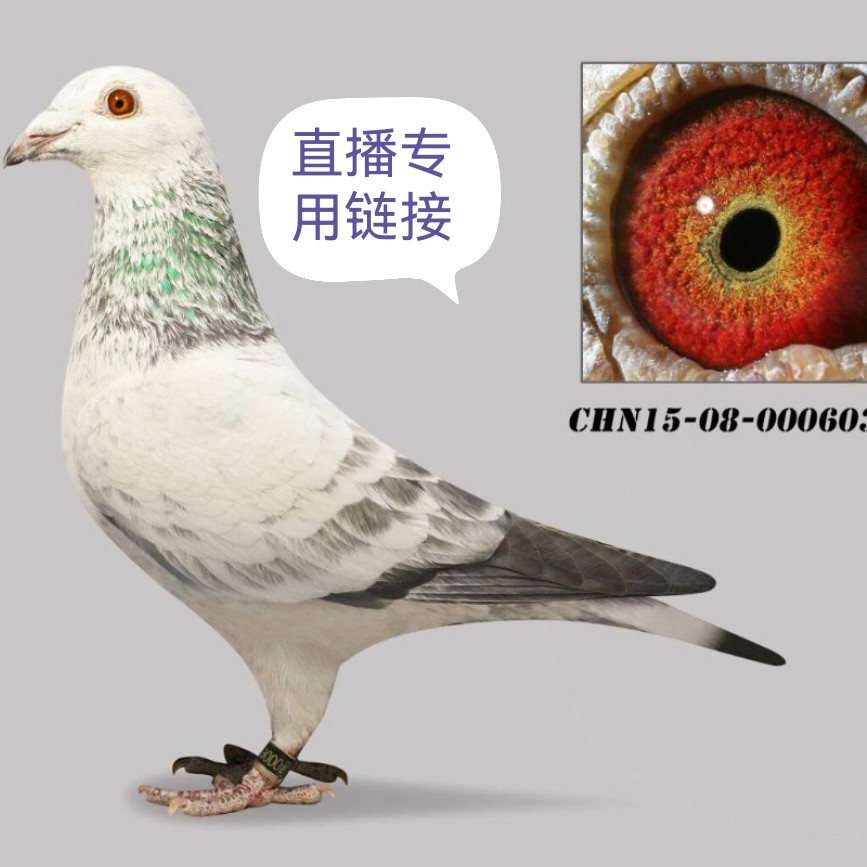 圆环 成绩鸽 信鸽 优质种鸽 幼鸽 活体用品