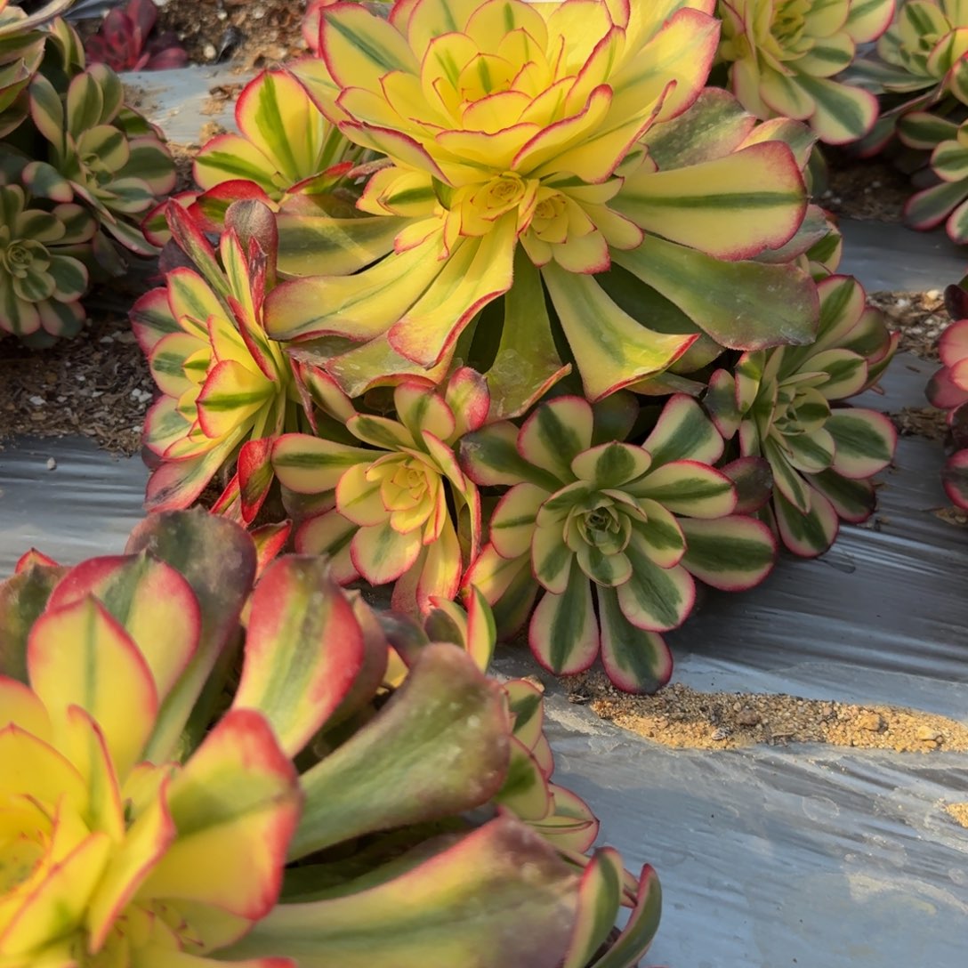 615荔枝。多肉植物