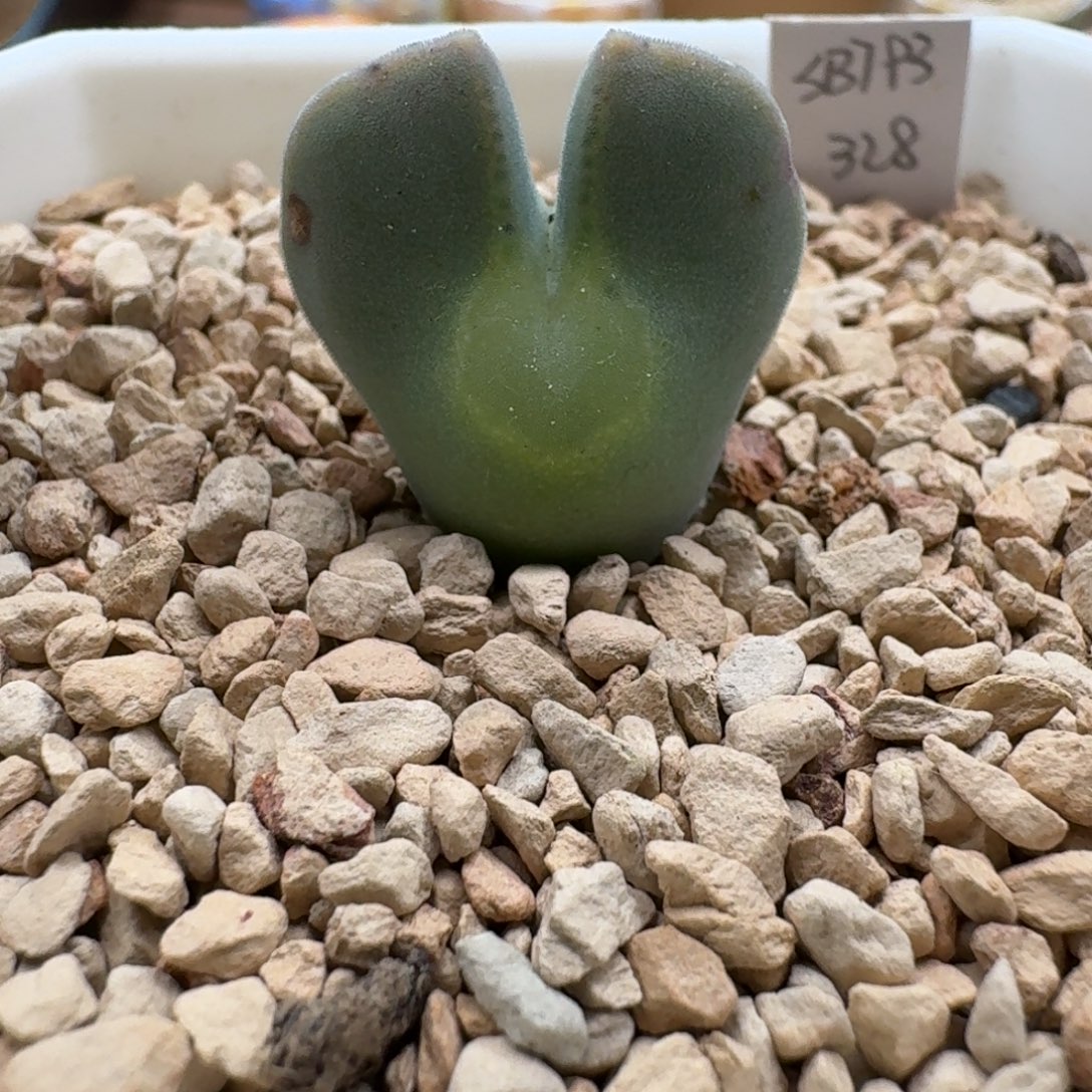 煮***茶0104-010大眼空蝉