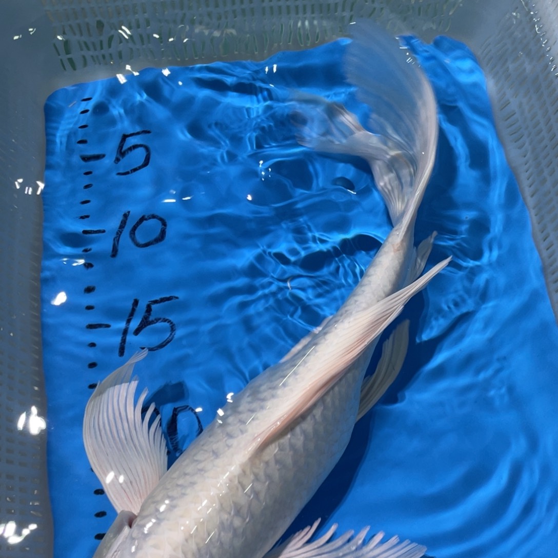 锦鲤锦鲤蝴蝶理由包邮