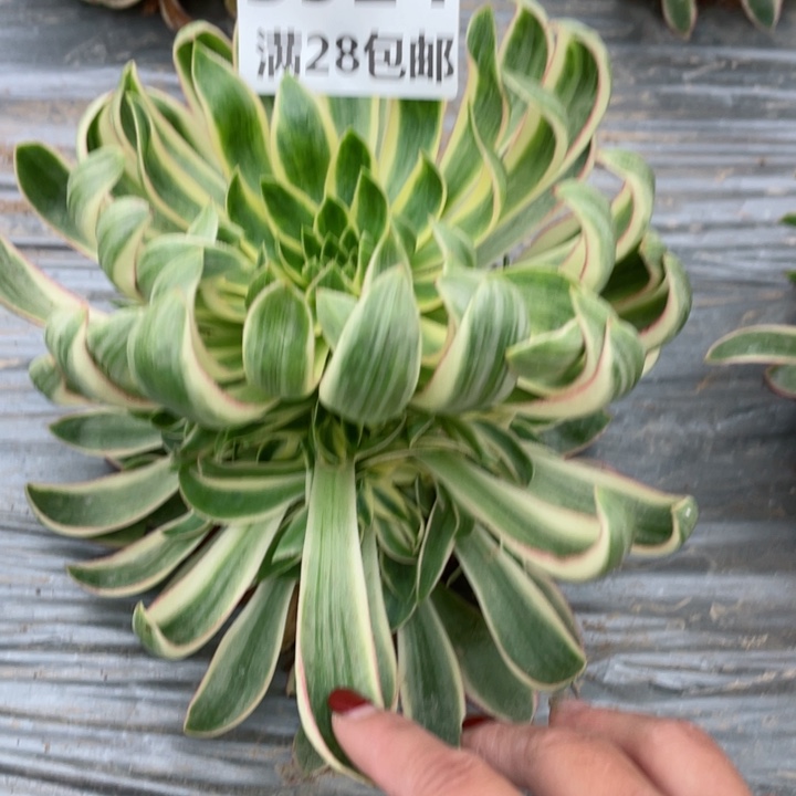 3914一号棚清莲多肉植物D