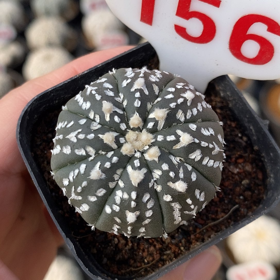 156v兜特价福利来袭