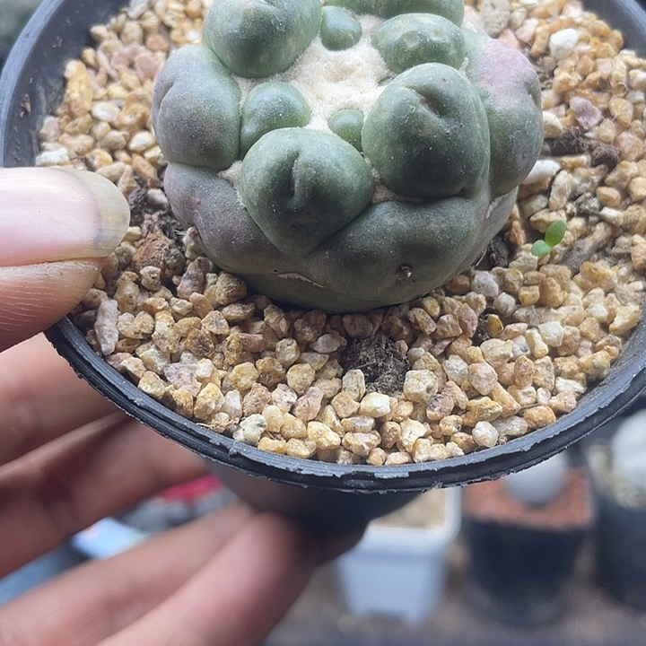 自根无刺象牙一颗包邮