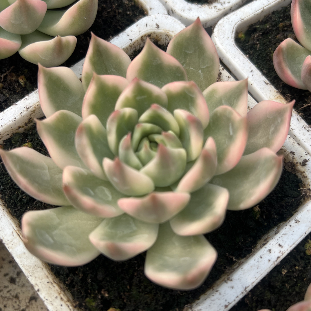 琉璃盏锦多肉植物好养适合新手室内盆栽