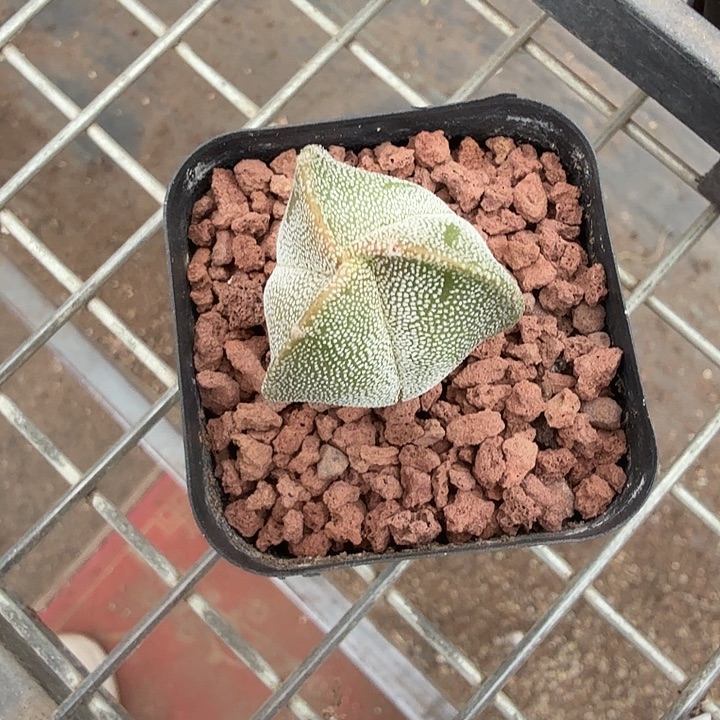 实生三角鸾2仙人球