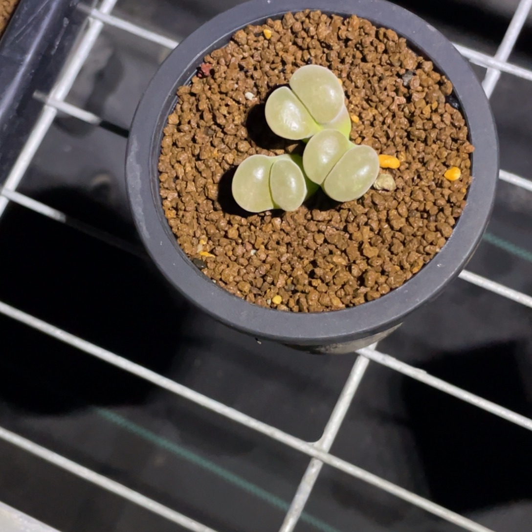 土***队新粉福利植物一物一拍