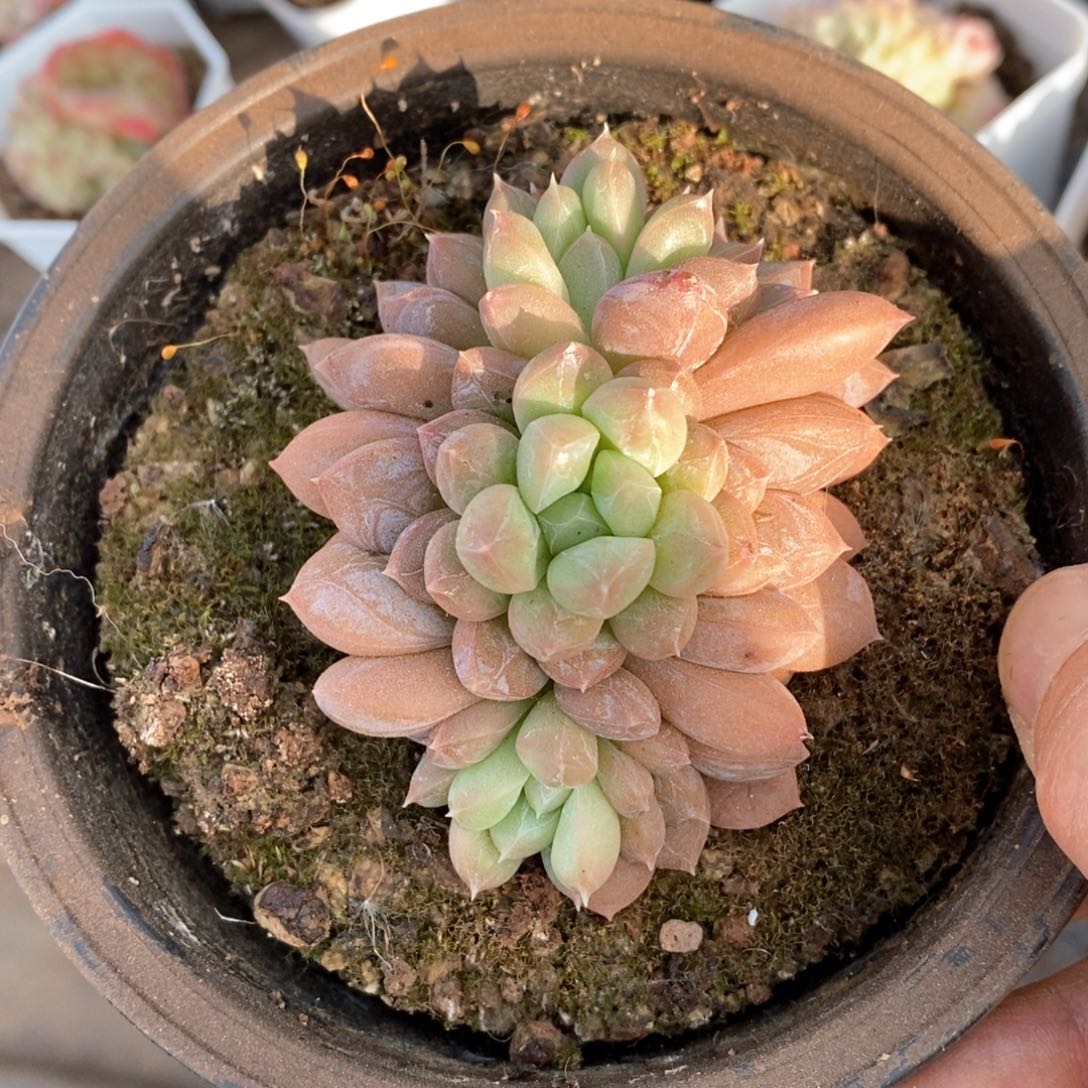 精品多肉一物一拍不包整32